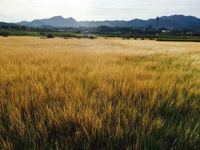 朝の清々しさときたら☆須山