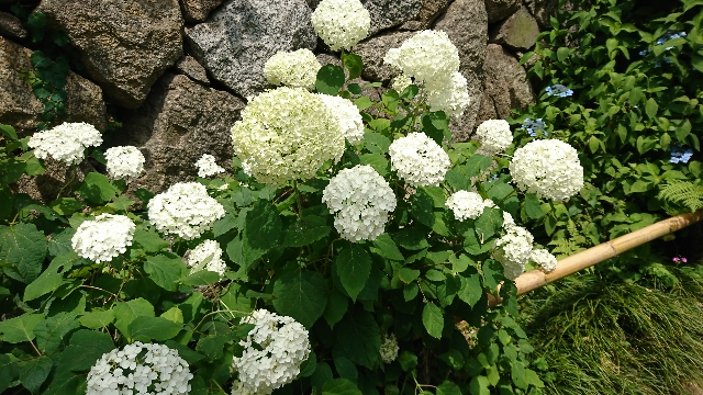 矢田寺の紫陽花 太田