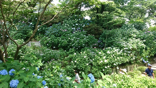 矢田寺の紫陽花 太田