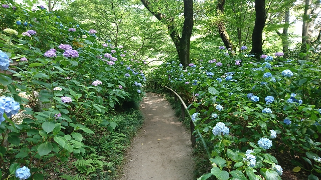 矢田寺の紫陽花 太田