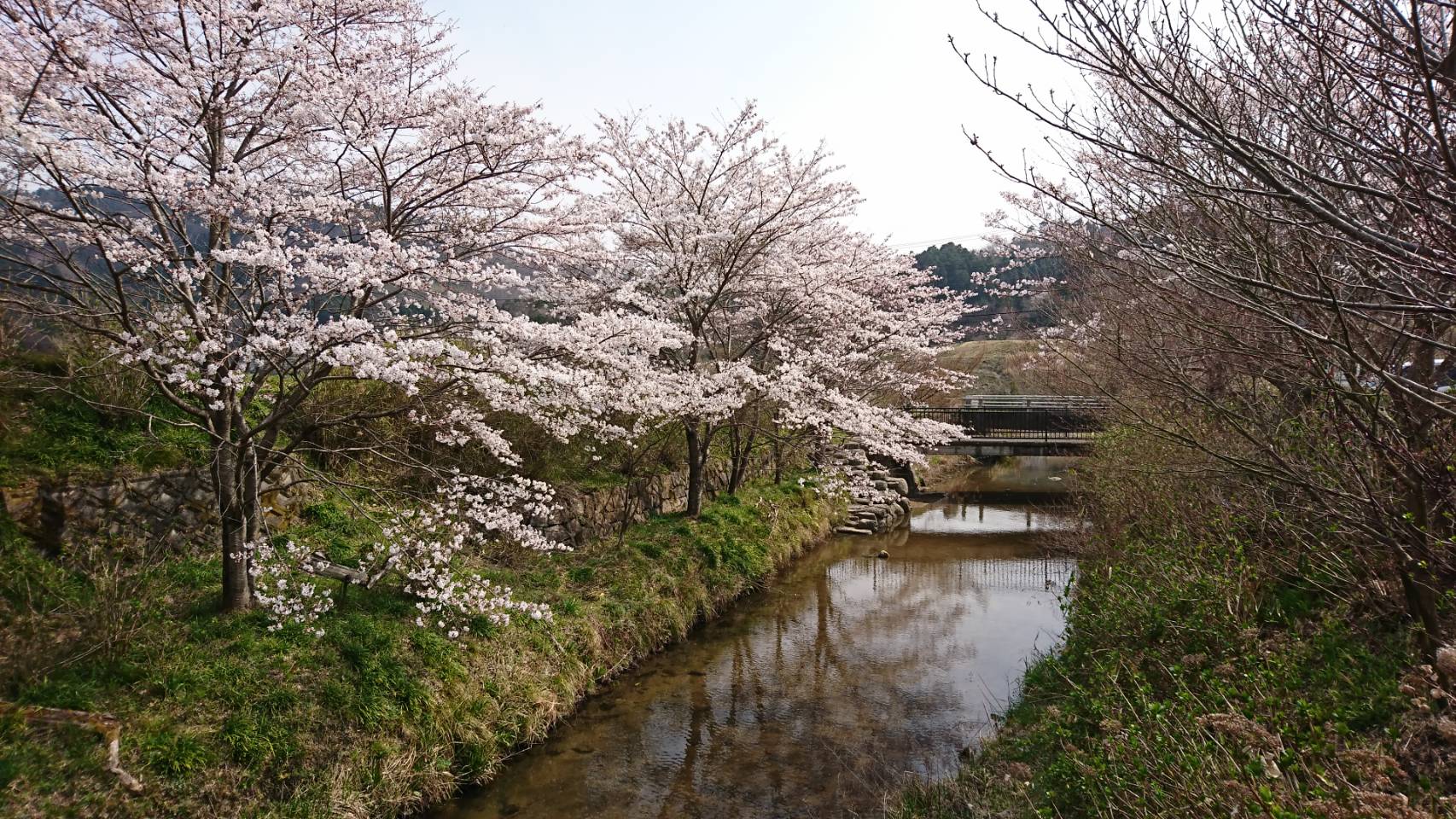 今日は桜三昧　。　　太田。