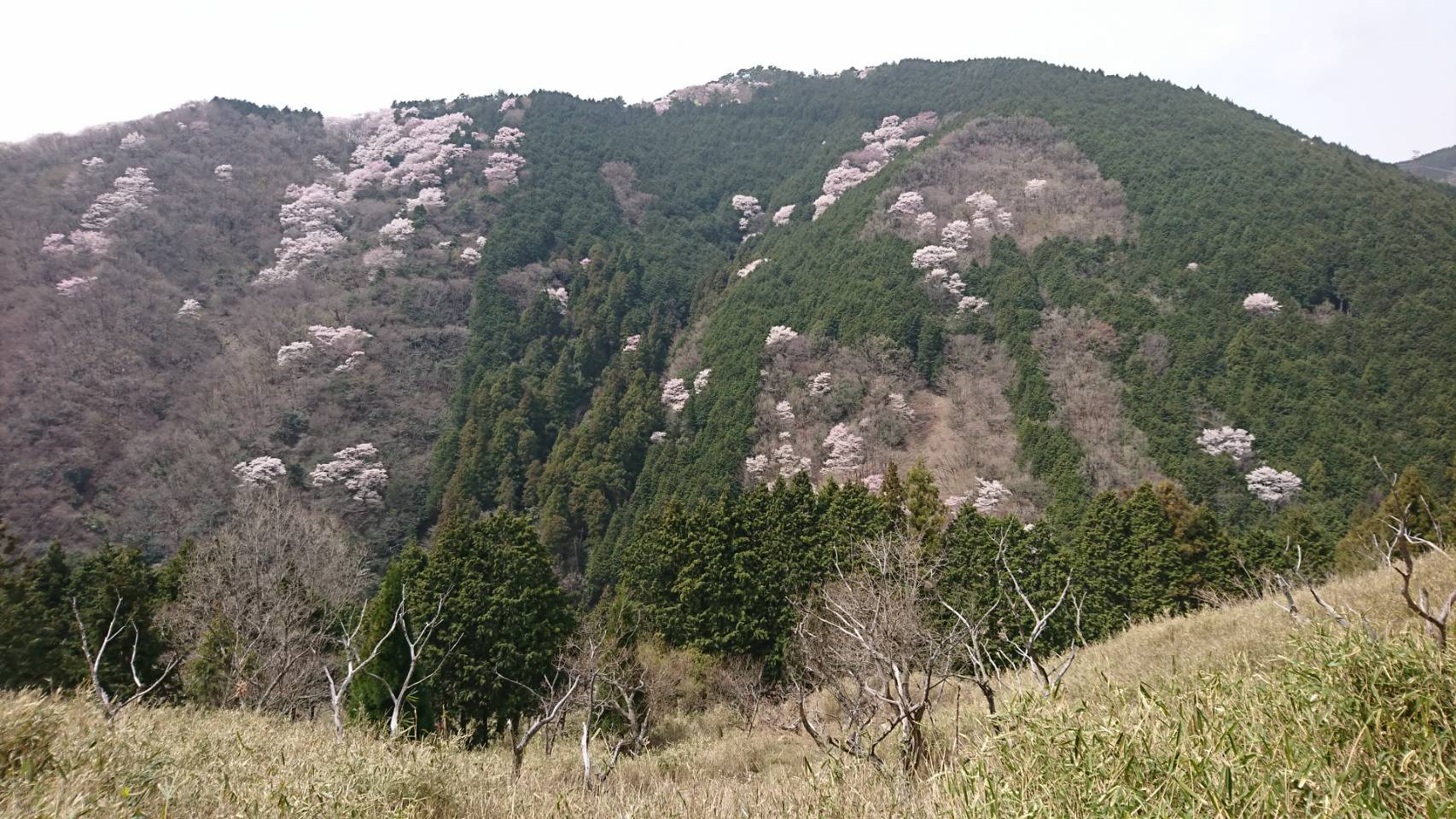 今日は桜三昧　。　　太田。