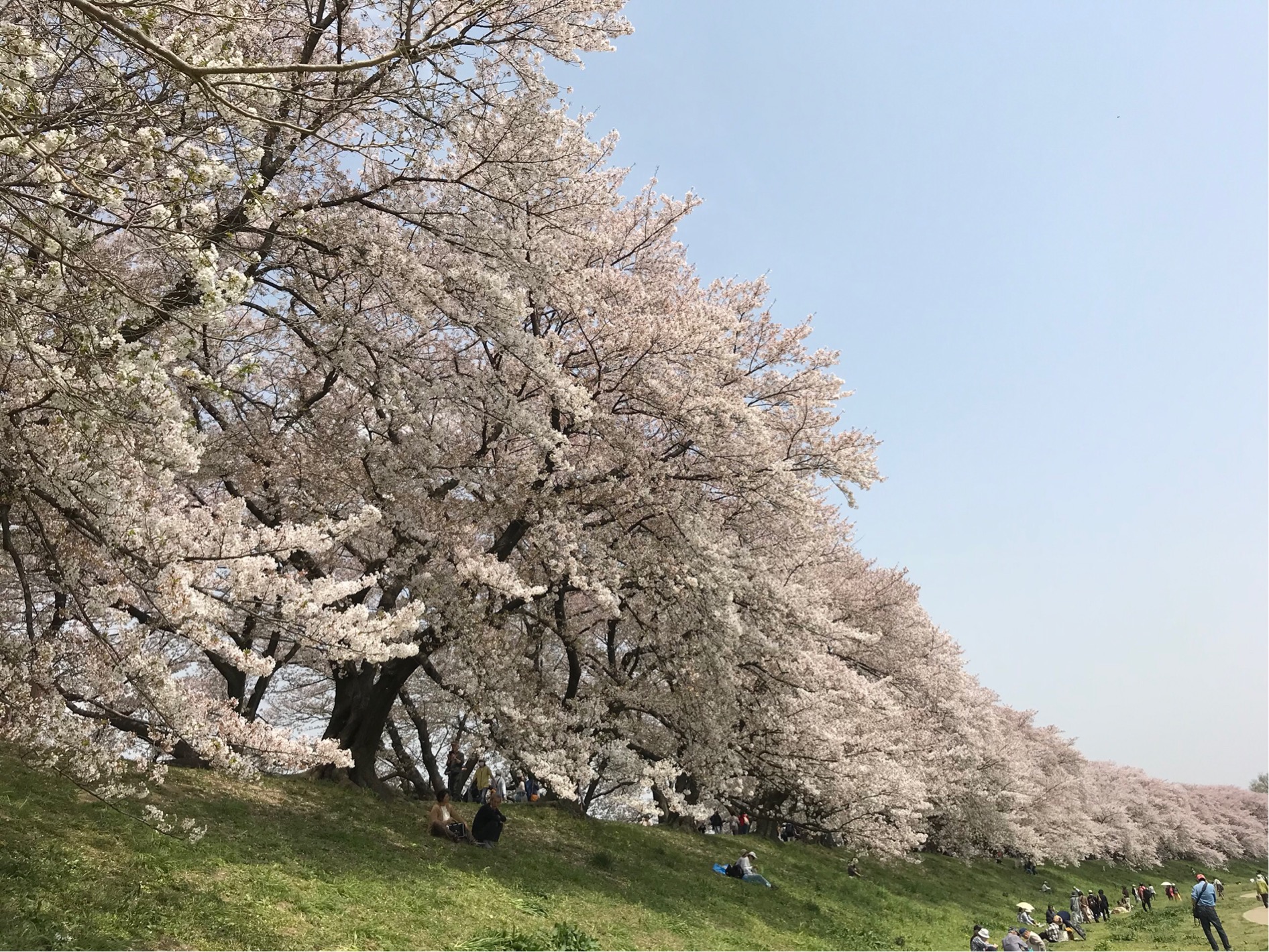 背割堤桜☆須山