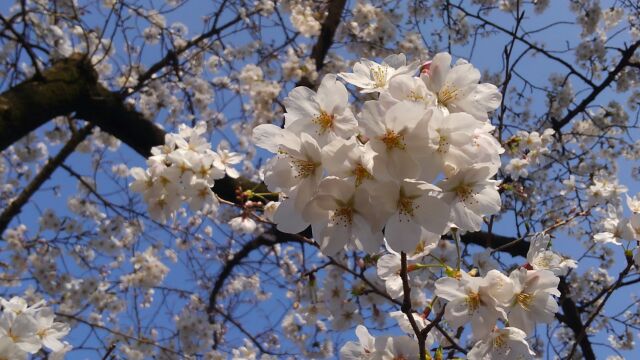 大阪城公園☆鶴川